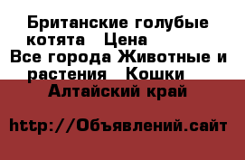 Британские голубые котята › Цена ­ 5 000 - Все города Животные и растения » Кошки   . Алтайский край